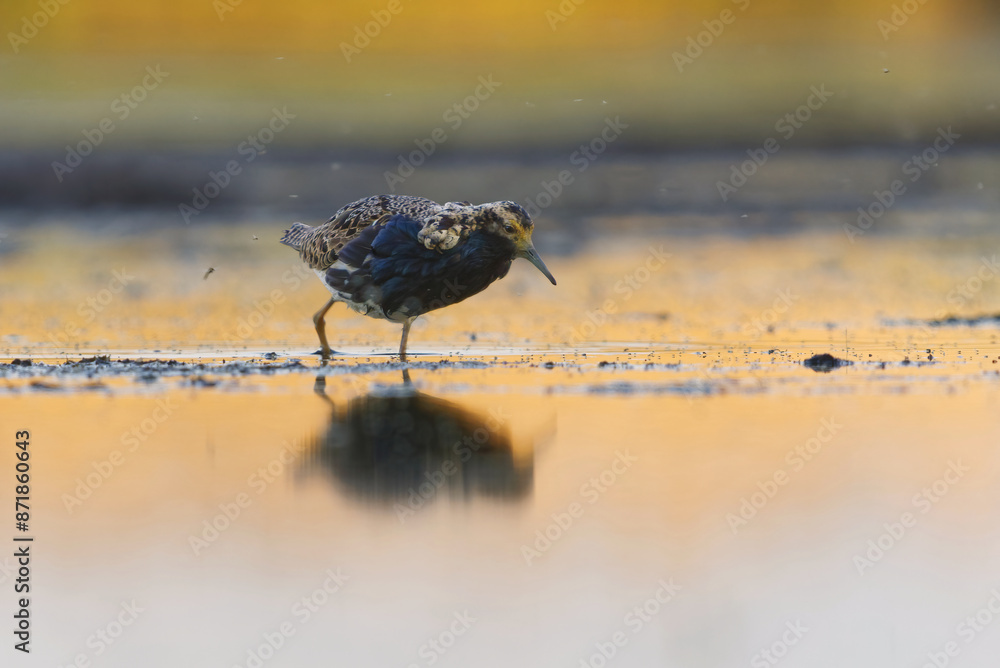 Ruff (Calidris pugnax) male feeding in the wetlands in summer.
Ruff (Calidris pugnax) male feeding in the wetlands in summer.