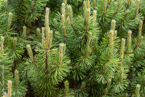 Moutain pine forest tree