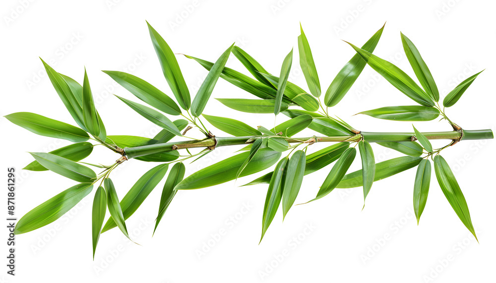 Green bamboo with leaves isolated on white background with clipping path and full depth of field Green bamboo with leaves isolated on white background with clipping path and full depth of field