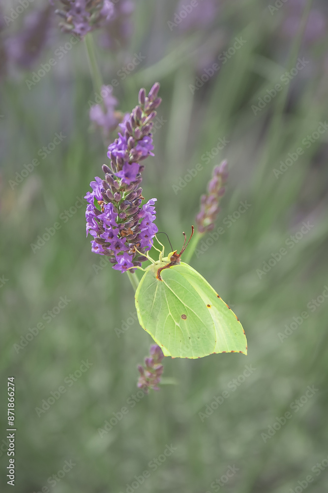 Papillon en gros plan dans un champs de lavandes à Valensole, Sud de la France. Papillon en gros plan dans un champs de lavandes à Valensole, Sud de la France.