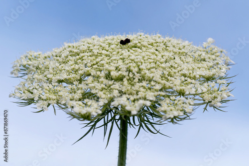 Fotografia Wilde Möhre im Garten