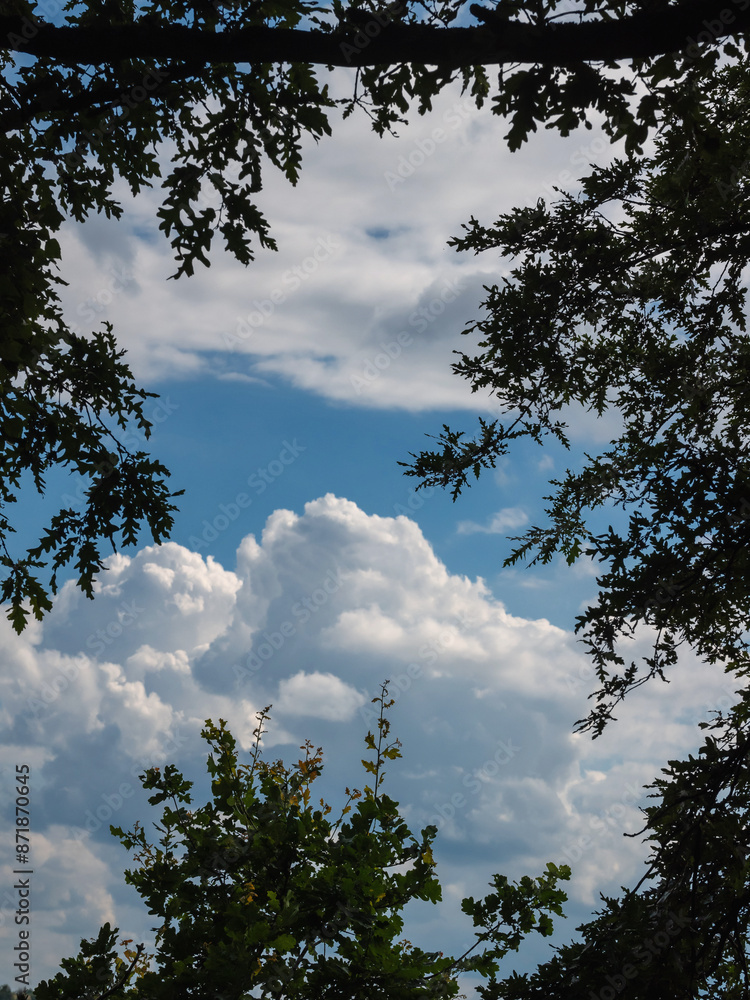 Schöner Himmel am Abend, durch Baumkrone nach oben Schöner Himmel am Abend, durch Baumkrone nach oben