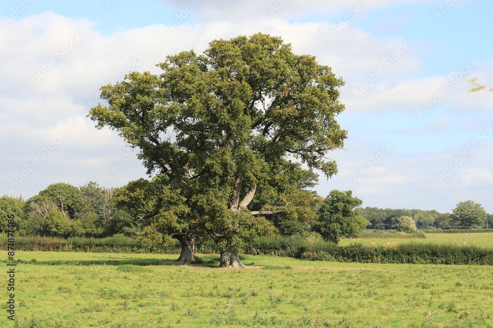 Obraz premium Oak trees in the summertime meadow