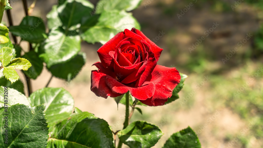 red rose in garden