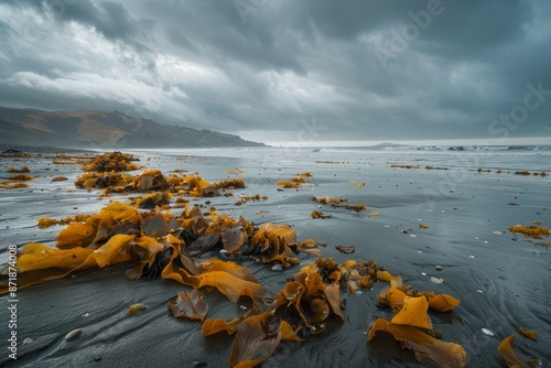 Bull kelp seaweeds in San Francisco beaches during autumn California USA photo