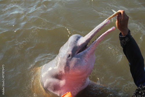 interação com boto cor de rosa no Amazonas 