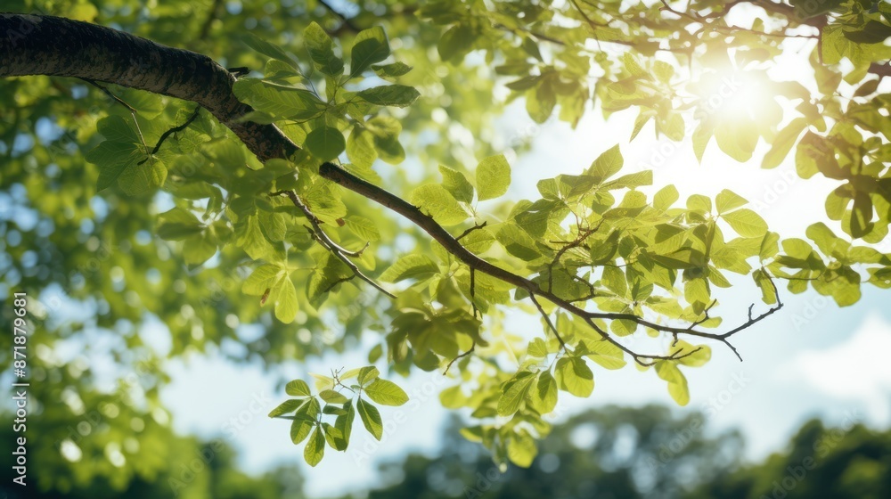 Fototapeta premium Bright Sunny Skies Trees from Beech Tree Branch