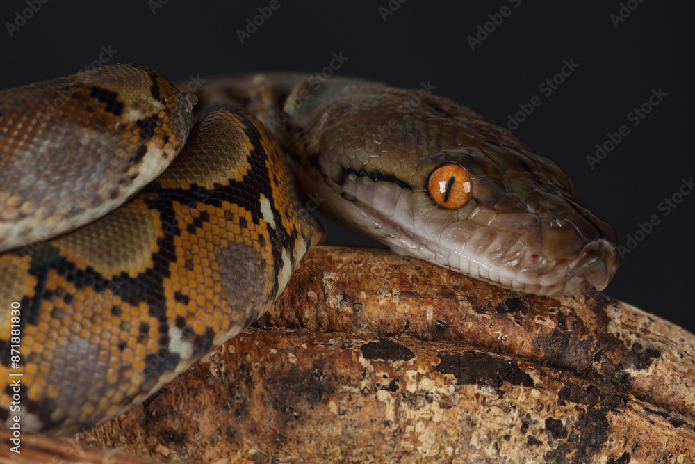 Portrait of a Reticulated Python on a tree trunk
Portrait of a Reticulated Python on a tree trunk