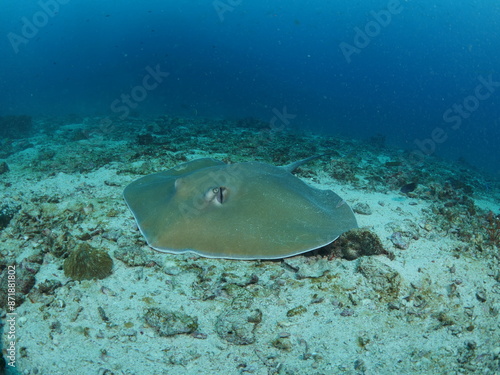 Jenkins' whipray stay on the sand photo