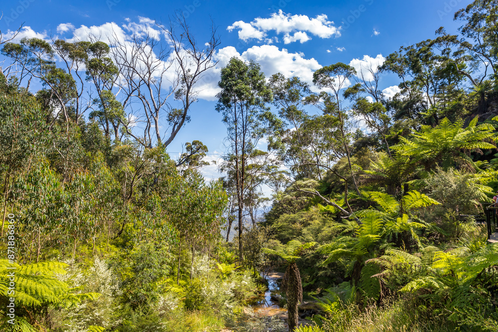 A tranquil stream near Katoomba Falls flows through a verdant forest, adorned with lush ferns in the Blue Mountains of New South Wales, Australia.