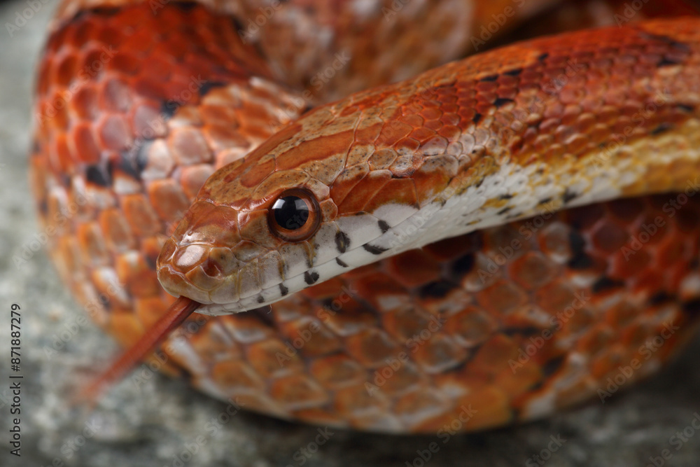 Fototapeta premium Portrait of a Corn Snake showing its forked tongue 