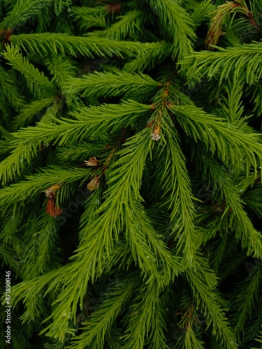 background leaves with drops of water pine needles spruce tree decorative macro photo, green wallpaper texture summer colorful