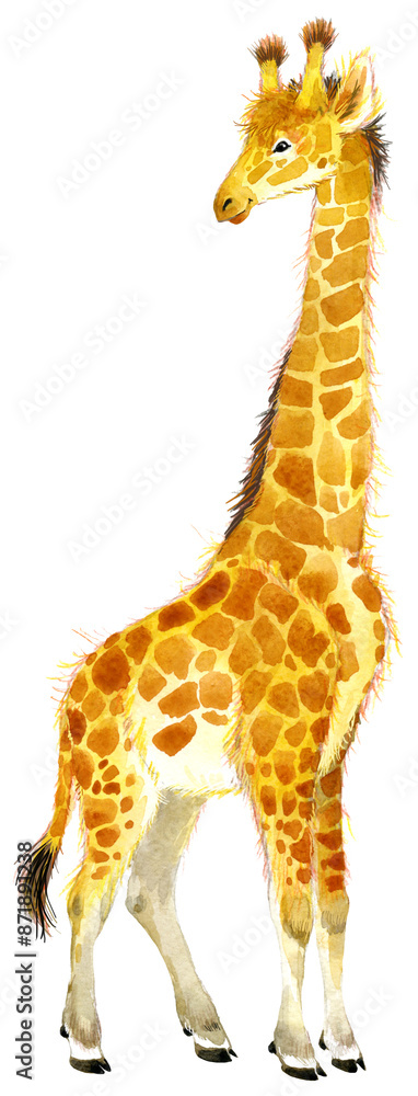 Obraz premium Watercolor Giraffe illustration isolated on white. African safary animals