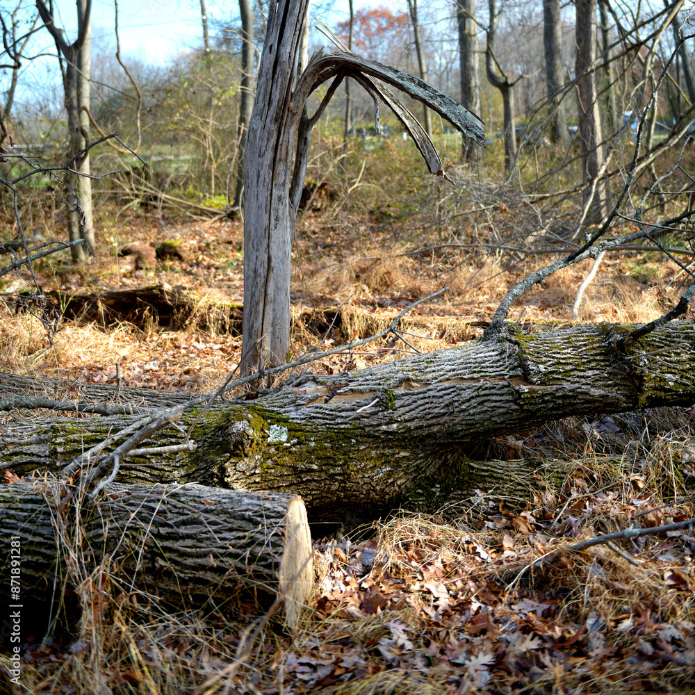 Delaware and Raritan canal state park trail tree branches against blue sky, kingston, princeton, New Jersey, USA Delaware and Raritan canal state park trail tree branches against blue sky, kingston, princeton, New Jersey, USA