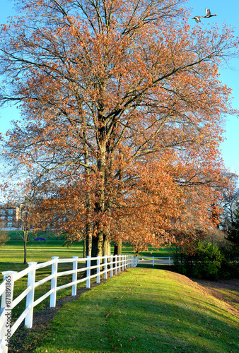 autumn trees in the park, roosevelt park, edison, New Jersey, USA
