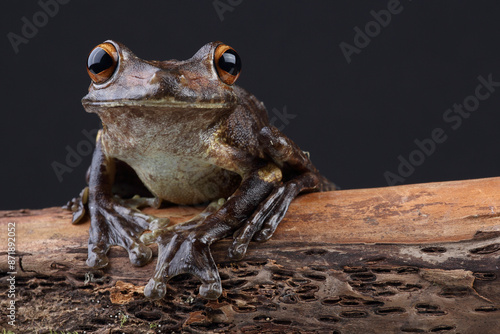 Portrait of a Giant Gladiator Treefrog on a branch
