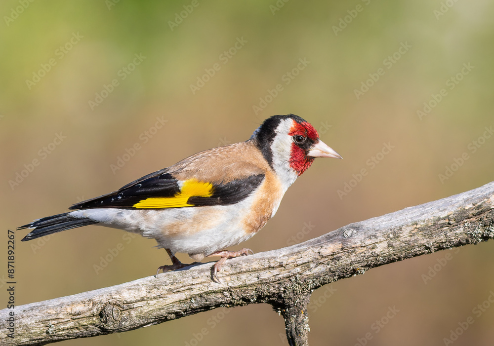 European goldfinch, Carduelis carduelis. A bird sitting on a branch on a beautiful flat background European goldfinch, Carduelis carduelis. A bird sitting on a branch on a beautiful flat background