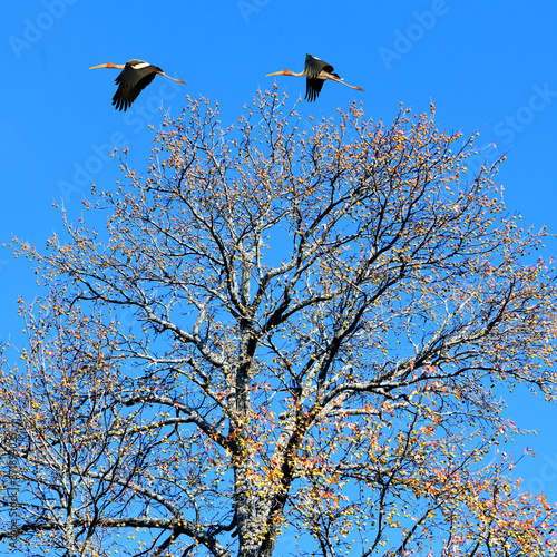 Delaware and Raritan canal state park trail tree branches against blue sky, kingston, princeton, New Jersey, USA