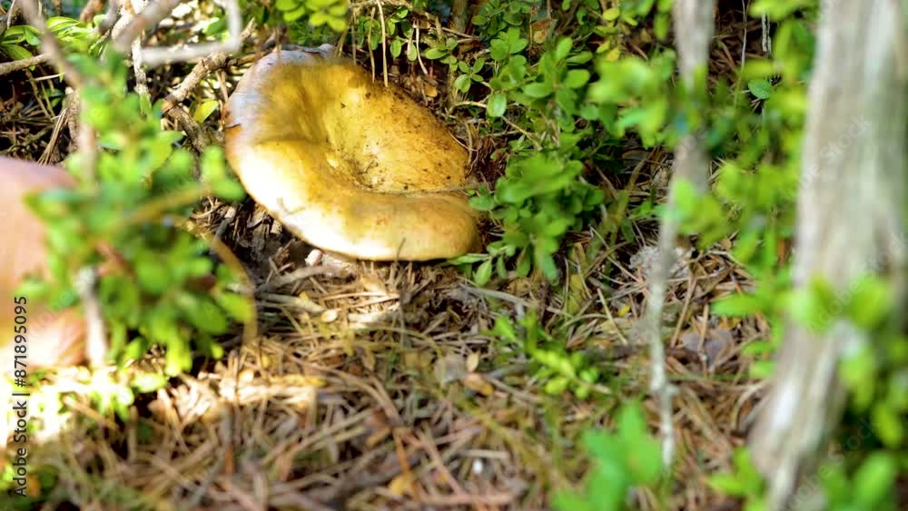 Closeup, with a knife a woman cuts the stem of several mushrooms, mycological autumn season in Teruel, Aragon, Cantavieja Closeup, with a knife a woman cuts the stem of several mushrooms, mycological autumn season in Teruel, Aragon, Cantavieja