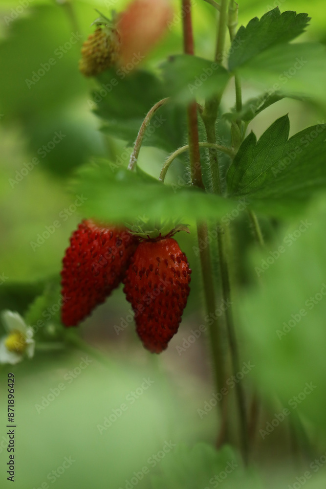 Red strawberries on plant branch in the nature. Summer berries Red strawberries on plant branch in the nature. Summer berries