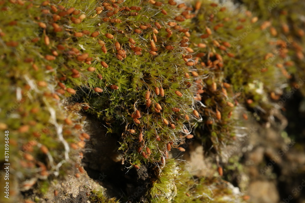Natural botanical background with green moss Natural botanical background with green moss
