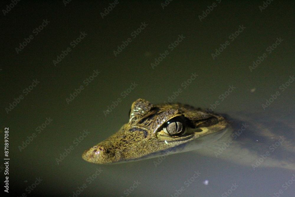 Obraz premium jacaré avistado em focagem noturna, passeio oferecido por hoteis de selva no amazonas