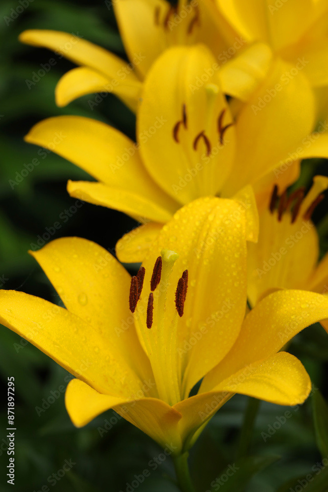 Obraz premium Beautiful yellow lily flowers. Summer flowers close up