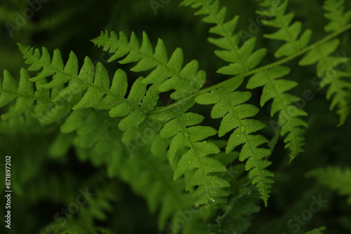 Green abstract botanical background with fern leaves in forest photo