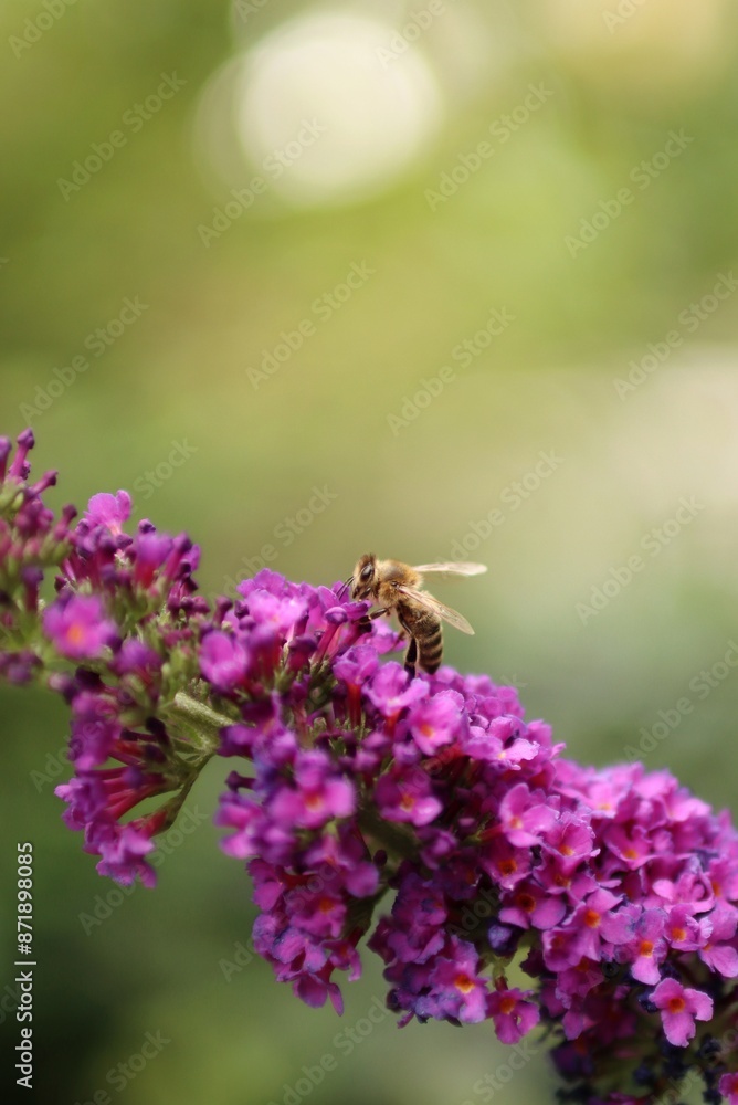 a striped bee sucks nectar from a blooming plant a striped bee sucks nectar from a blooming plant