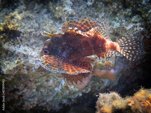 Shortfin Lionfish (Dendrochirus brachypterus) inhabits coral reefs, often ups...
