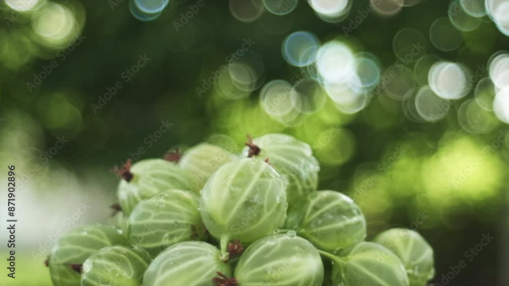 Selective focus of fresh harvest of gooseberry on background arden at sunny day. Copy space for promotion content. Summer food concept. Slow motion Selective focus of fresh harvest of gooseberry on background arden at sunny day. Copy space for promotion content. Summer food concept. Slow motion