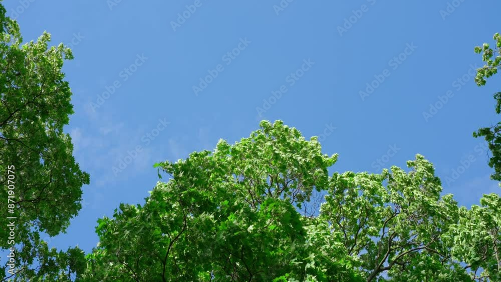 4k, Panoramic view of the blue sky through the branches and foliage of the trees, at daytime 4k, Panoramic view of the blue sky through the branches and foliage of the trees, at daytime