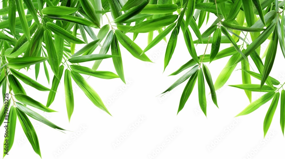 bamboo leaf background bamboo leaf background