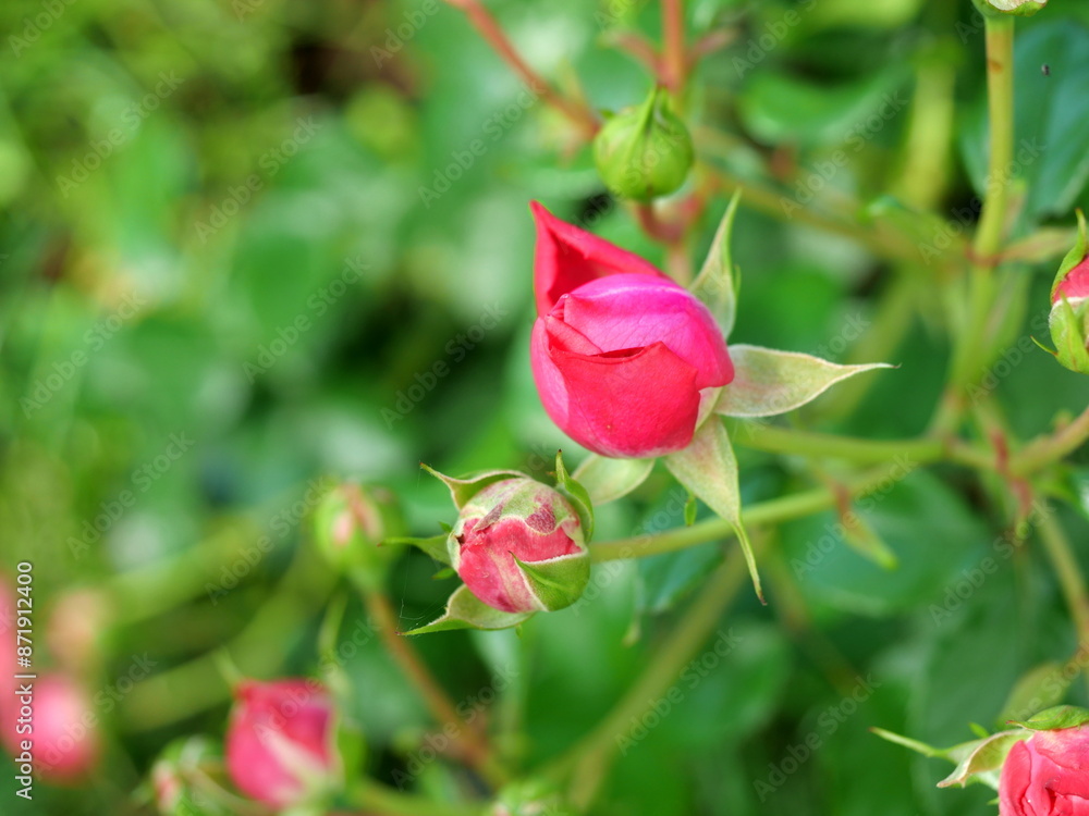 Red rosebud - Photo of a red rosebud reaching towards sunlight. Symbolizing beauty, hope, and renewal in nature and life Red rosebud - Photo of a red rosebud reaching towards sunlight. Symbolizing beauty, hope, and renewal in nature and life