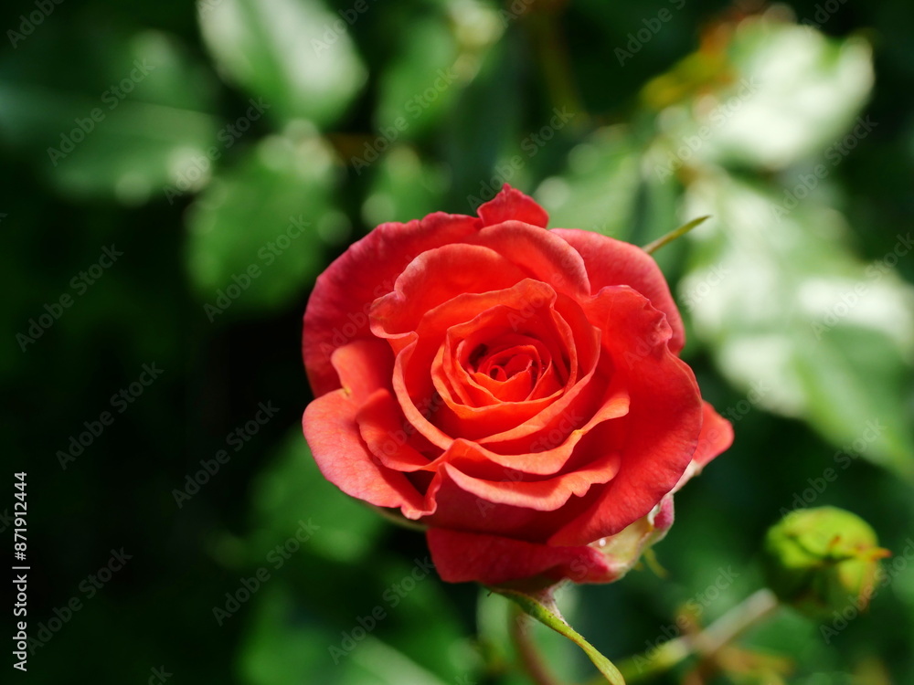 Bed roses red - View of red shrub roses. These vibrant blooms add color and liveliness to the garden, serving as a focal point in any flower bed. Bed roses red - View of red shrub roses. These vibrant blooms add color and liveliness to the garden, serving as a focal point in any flower bed.