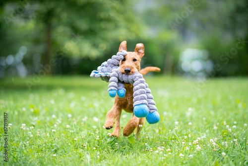Foto Beautiful purebred red irish terrier dog playing outdoor with toy, blurred and calm green background, summer colors