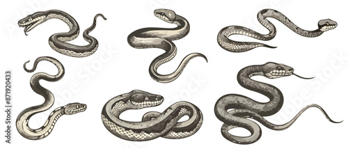 Silhouettes of various poisonous, dangerous snakes. The design is suitable for a variety of educational illustrations or wildlife projects.