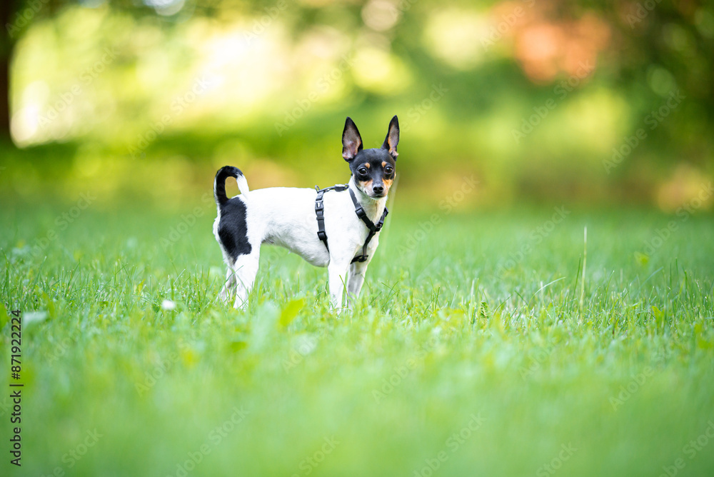 Beautiful small purebred American toy fox terrier posing outdoor and have fun, little white dog with black and tan head, green blurred background Beautiful small purebred American toy fox terrier posing outdoor and have fun, little white dog with black and tan head, green blurred background