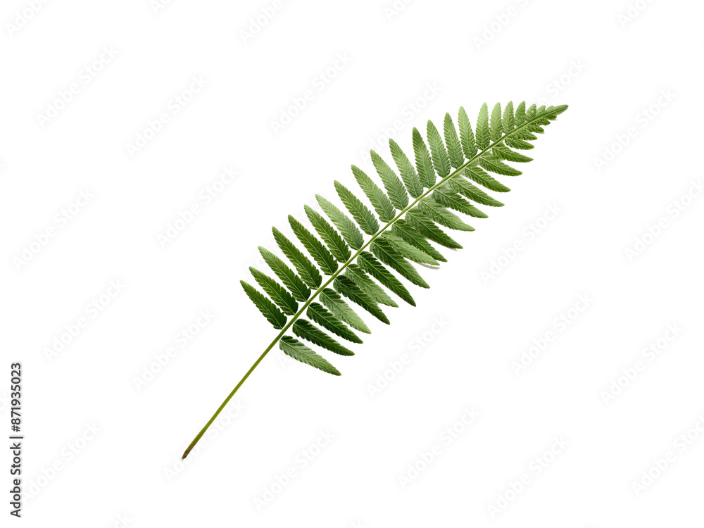 Isolated leaf on white background with tree branches, pine needles, and green foliage Isolated leaf on white background with tree branches, pine needles, and green foliage