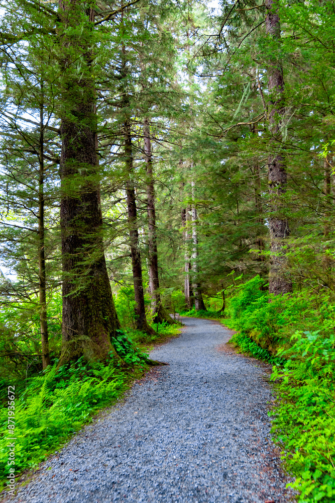 Fototapeta premium Tropical wilderness trail in the summer in Sitka Alaska 