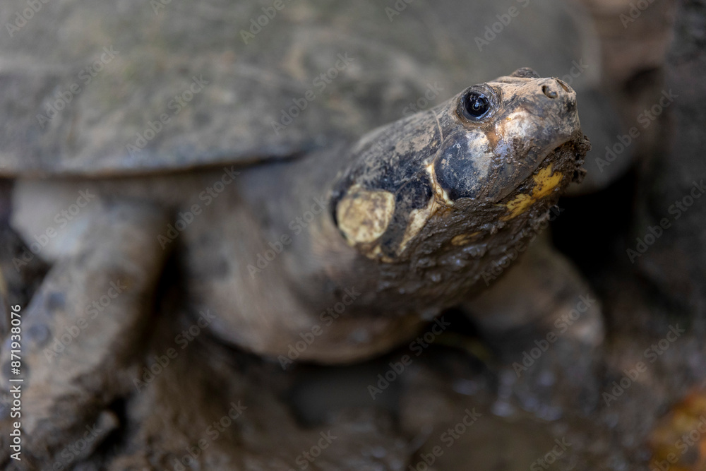 Peruvian jungle turtle, Iquitos Peru Peruvian jungle turtle, Iquitos Peru