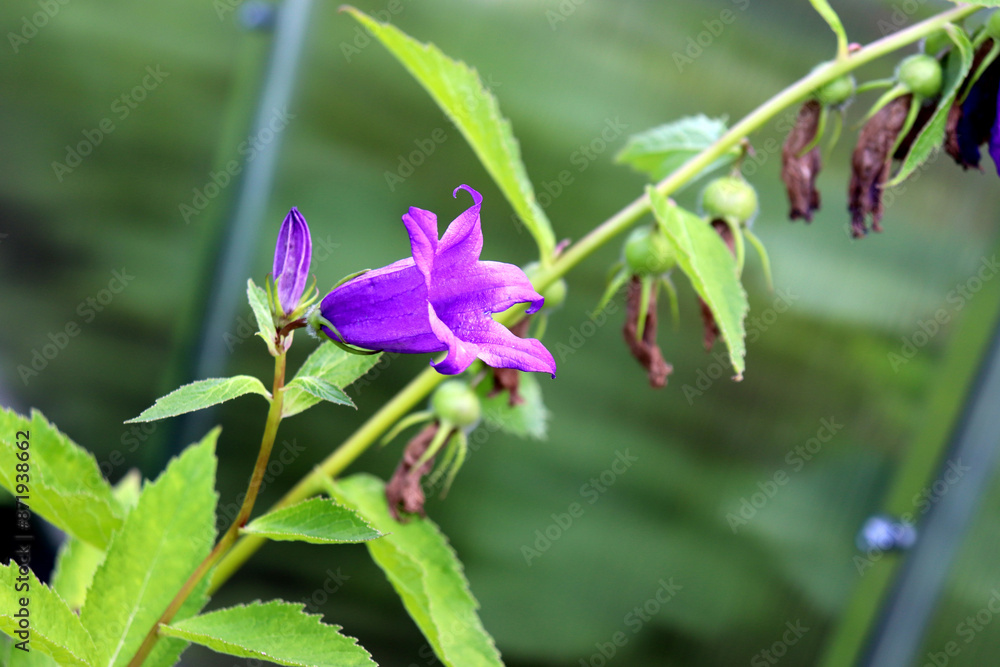 One blooming bellflower Campanula in profile and a withered inflorescence nearby - horizontal photo, close-up One blooming bellflower Campanula in profile and a withered inflorescence nearby - horizontal photo, close-up