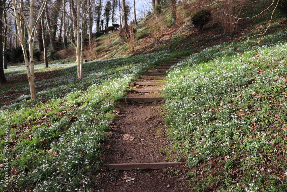 Obraz premium Snowdrops on the footpath