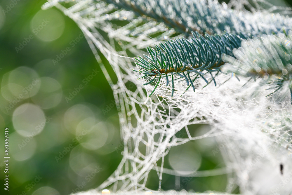 Spider webs in young spruce branches. Spider webs in young spruce branches.