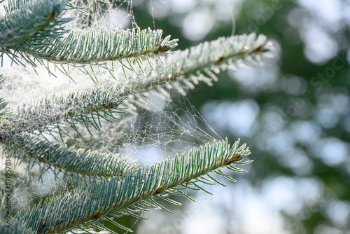 Spider webs in young spruce branches.