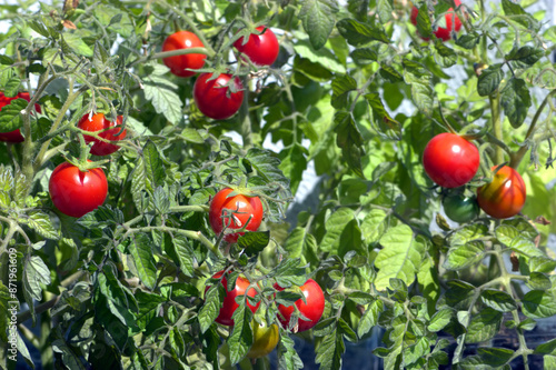 Obraz na plátně Many ripe fresh appetizing red tomatoes fruitages grows in dense green branches