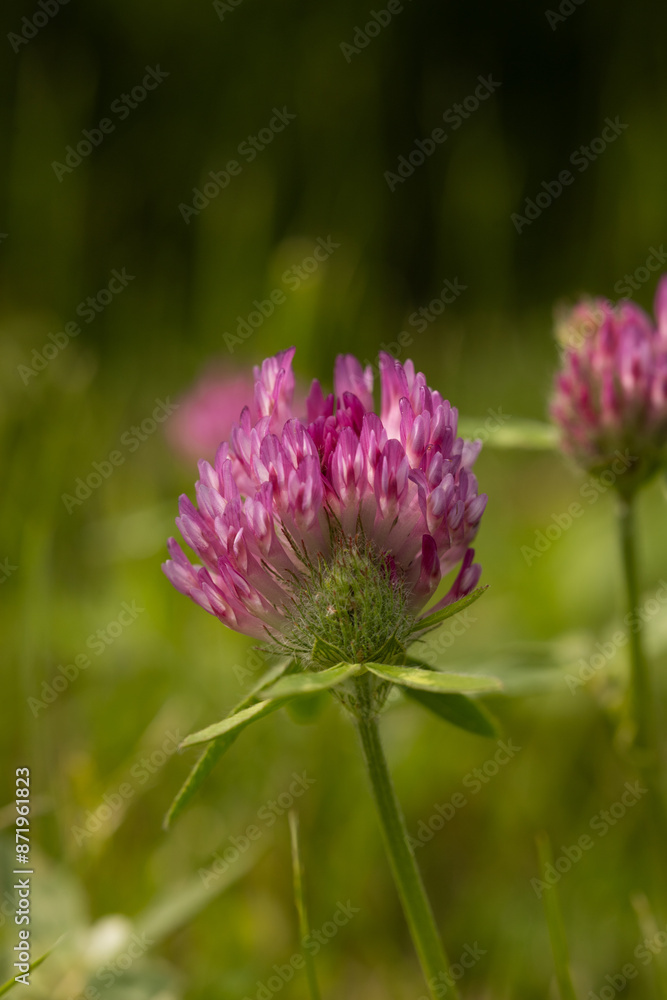 pinky purple clover with green background pinky purple clover with green background