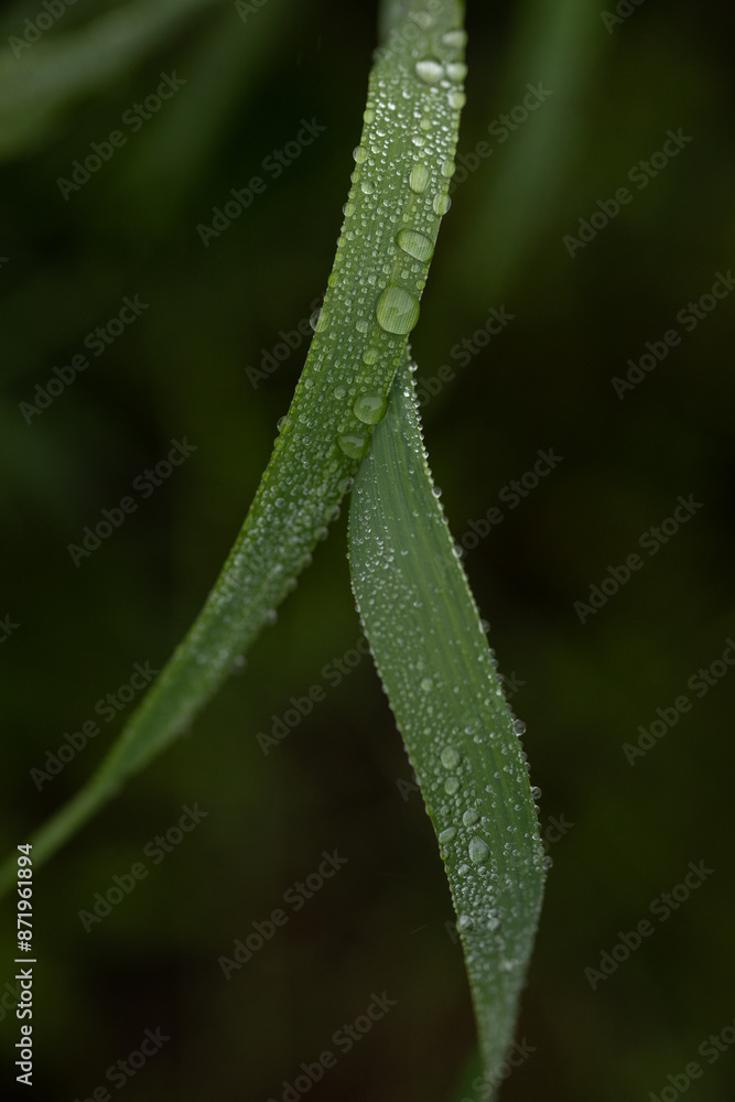 fresh green grass with dew drops in the morning close up fresh green grass with dew drops in the morning close up