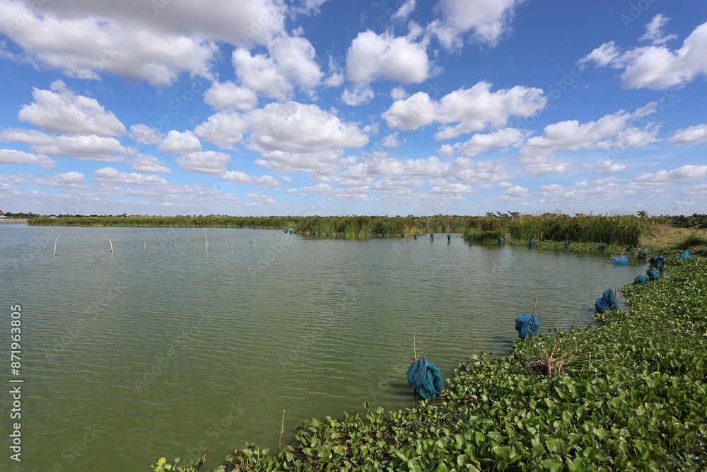 Obraz premium The scenery around Bueng Thung Sang has water hyacinths growing along the shore.