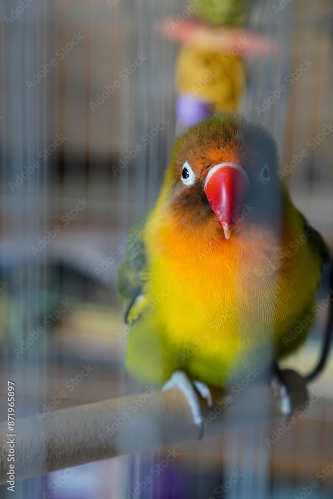 Obraz premium A pair of love birds in a cage, love birds, green pet birds